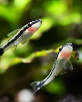 Otocynclus Algea Eater Cat Fish (4 Pieces)
