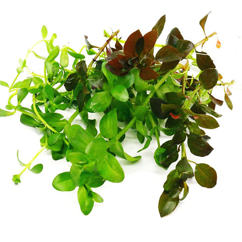 Wholesale Aquatic Plant Combo (40 Stems) - Image 3