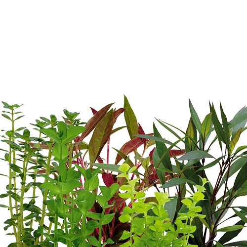 Wholesale Aquatic Plant Combo (40 Stems)