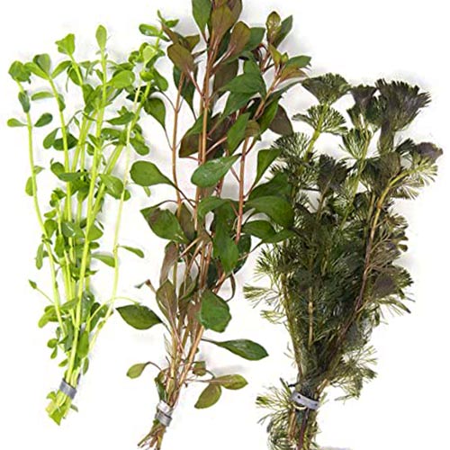 Wholesale Aquatic Plant Combo (40 Stems) - Image 2
