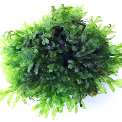 Crepidomanes Malabaricum (steel mesh)