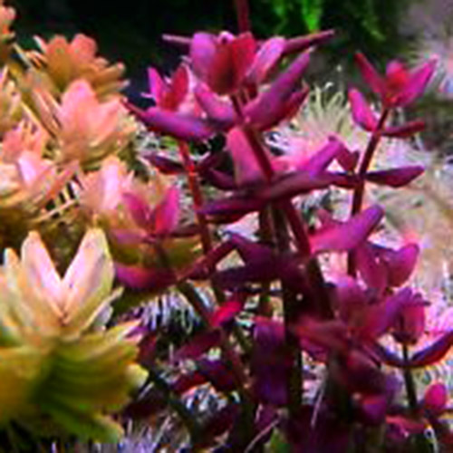 Bacopa Salzmannii Purple - Singapore Version (3 stems) - Image 3