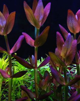 Bacopa Salzmannii Purple - Singapore Version (3 stems)