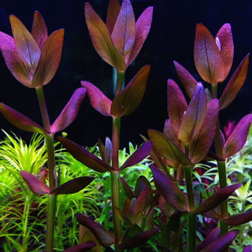 Bacopa Salzmannii Purple - Singapore Version (3 stems)