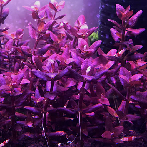 Bacopa Salzmannii Purple - Singapore Version (3 stems) - Image 4