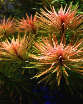 Ludwigia inclinata var cuba (6 stems)