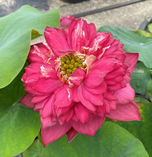 Lotus tuber combo (Red Philip,Yellow peony,Lady Bingly) - Image 3