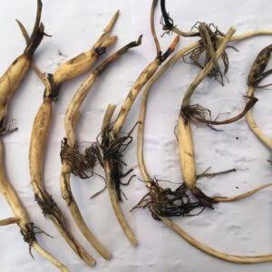 Lotus tuber combo (Red Philip,Yellow peony,Lady Bingly) - Image 5