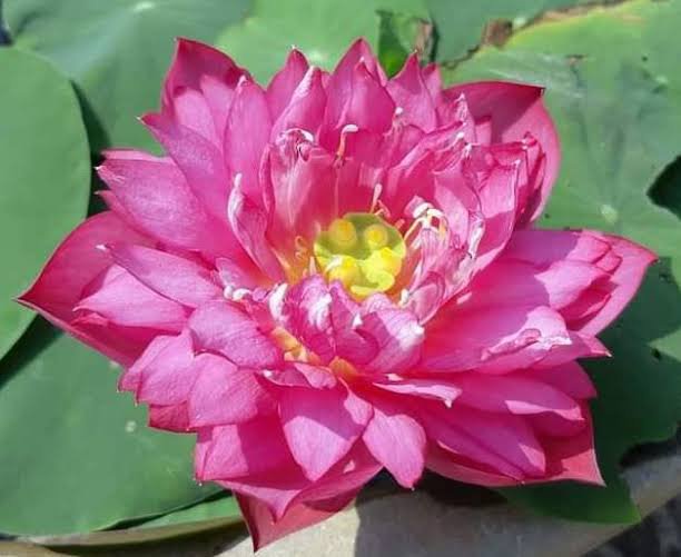 Lotus tuber combo (Red Philip,Yellow peony,Lady Bingly) - Image 2