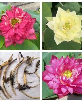 Lotus tuber combo (Red Philip,Yellow peony,Lady Bingly)