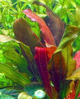 Echinodorus Barthii (large pot)