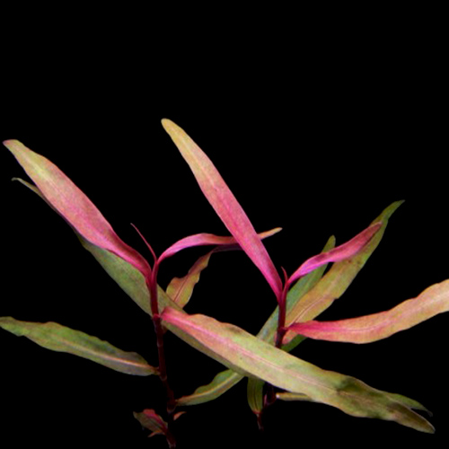 Polygonum sp pink (3 stems)
