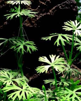 Ranunculus inundatus (1 plant)