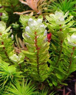 Rotala Tulunadensis (6 stems)
