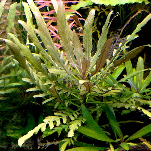 Staurogyne sp Bihar (1 stem) - Image 2