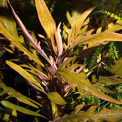 Staurogyne sp Bihar (1 stem) - Image 3