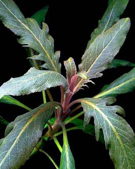 Staurogyne sp Bihar (1 stem)