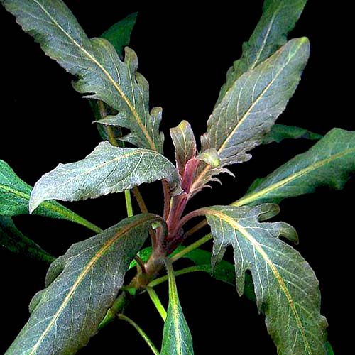 Staurogyne sp Bihar (1 stem)