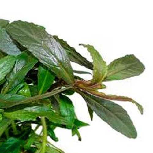 Staurogyne sp Bihar (1 stem) - Image 5