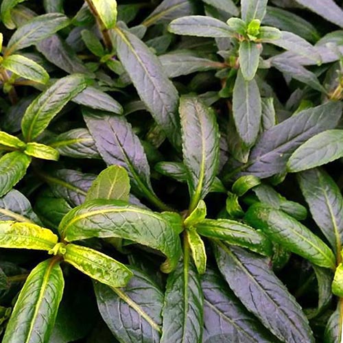 Staurogyne sp Bihar (1 stem) - Image 4