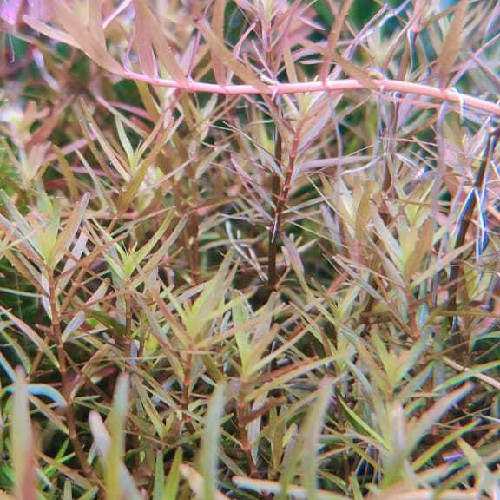 Rotala sp Assam (6 stems) - Image 4