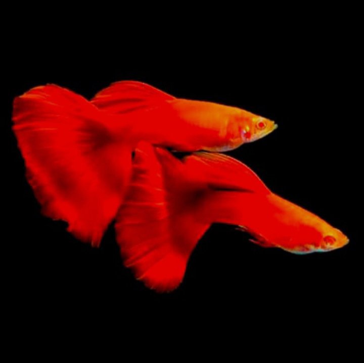 Albino full red high dorsal guppy pair - Image 2