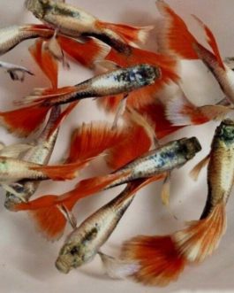 Santa clause (White ear) guppy pair