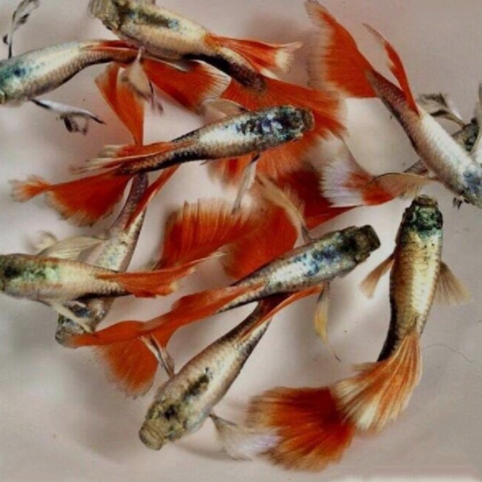 Santa clause (White ear) guppy pair - Image 2