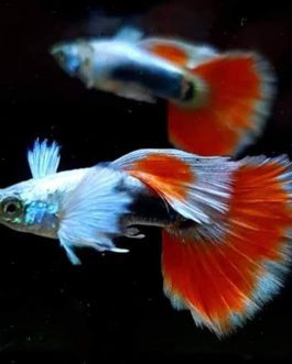Santa clause (White ear) guppy pair