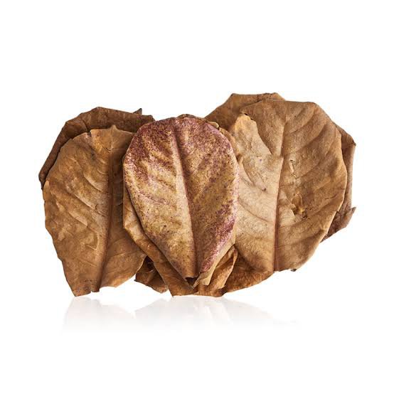 Indian Almond Leaves (10 Leaves Pack )