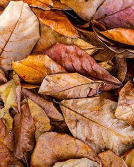 Indian Almond Leaves (10 Leaves Pack )