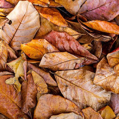 Indian Almond Leaves (10 Leaves Pack ) - Image 2