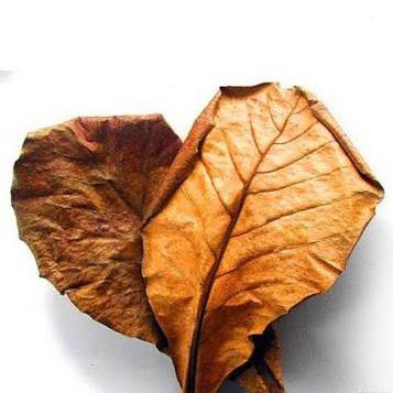Indian Almond Leaves (10 Leaves Pack ) - Image 3