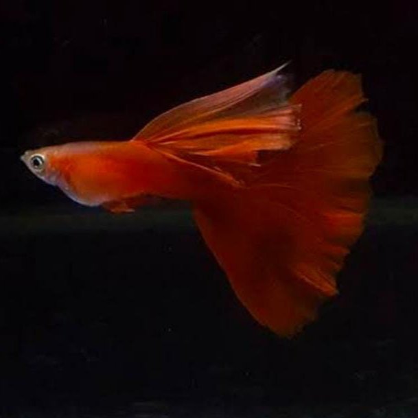 Wild red guppy pair - Image 2