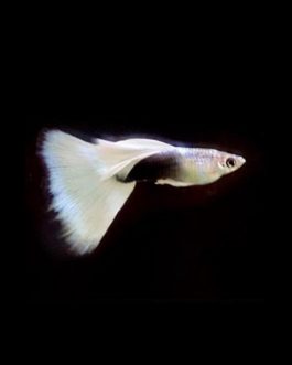 White tuxedo guppy pair