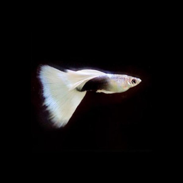 White tuxedo guppy pair