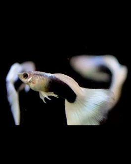 White tuxedo guppy pair