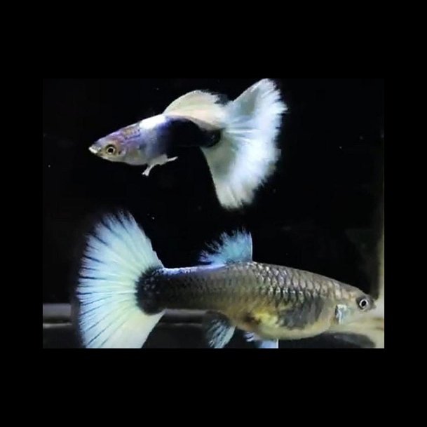 White tuxedo guppy pair - Image 3