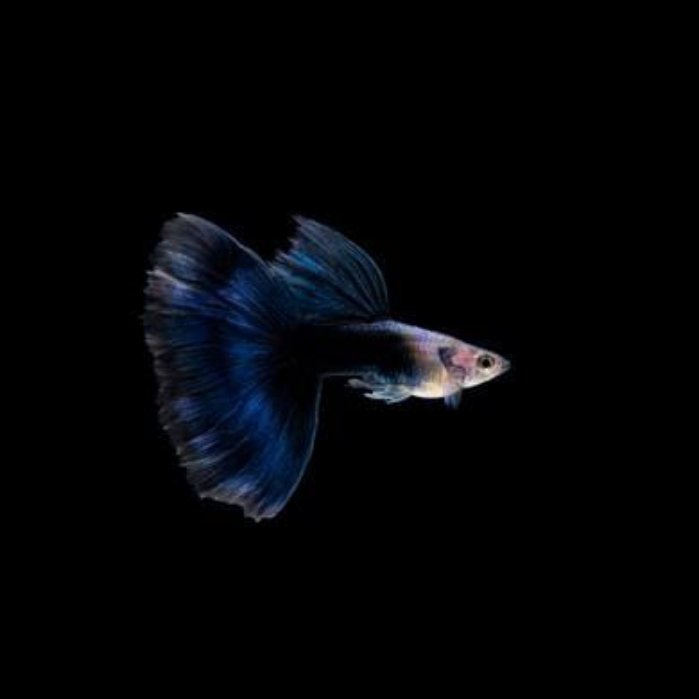 HB blue guppy pair - Image 2