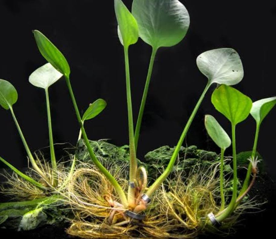 Limnobium laevigatum/ frog bit (1 plant) - Image 4