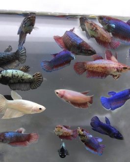 Betta fish/ fighter fish- female