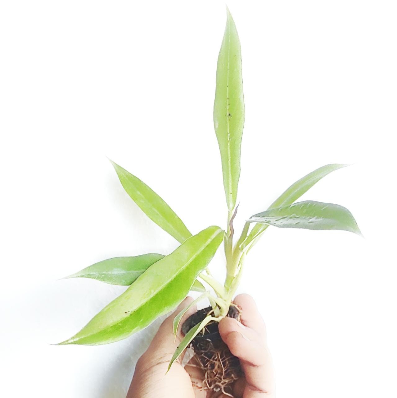 Philodendron Green Emerald (small plant) - Image 3