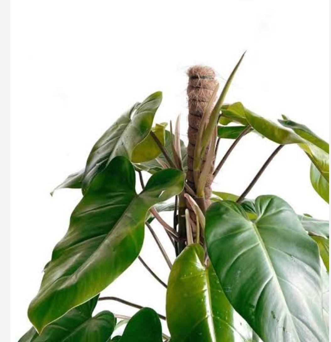 Philodendron Green Emerald (small plant) - Image 2