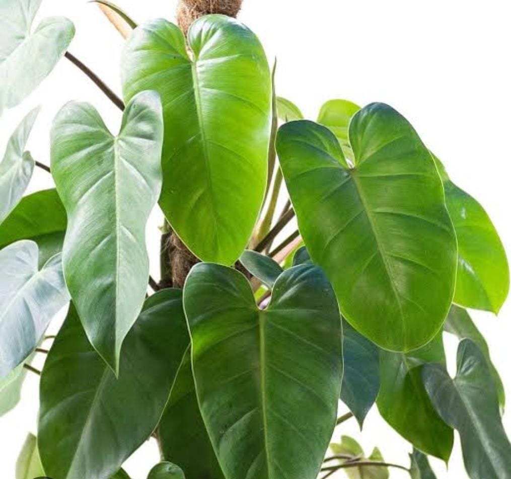 Philodendron Green Emerald (small plant)