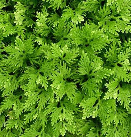 Selaginella wallichii (plant clump)
