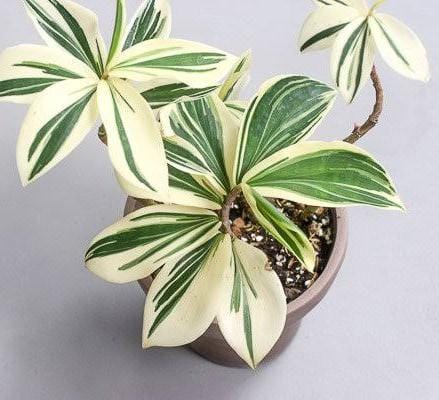 Costus Arabicus Variegated (large single plant) - Image 3