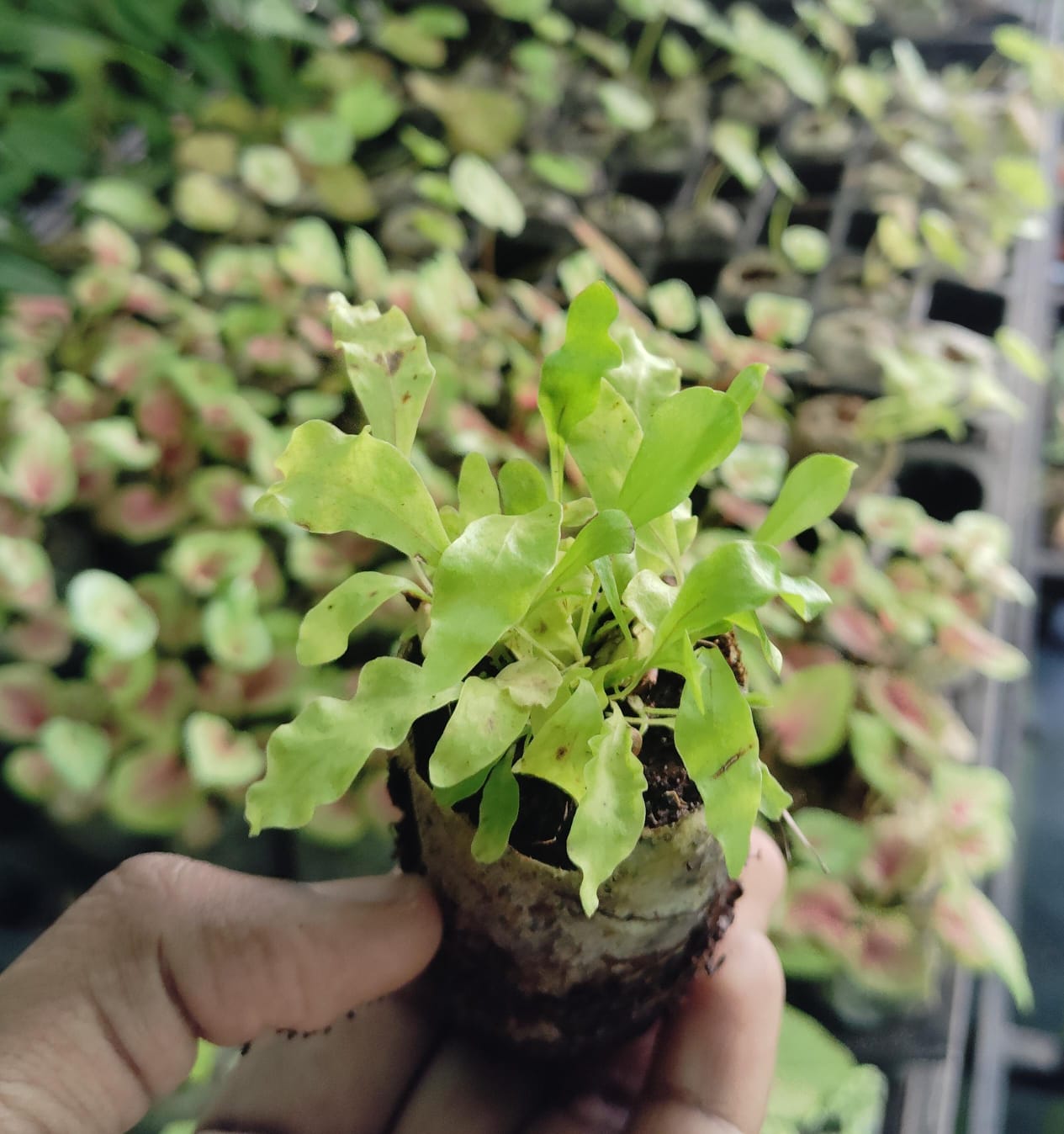 Hawaiian Sunshine Fern (jiffy sized) - Image 2