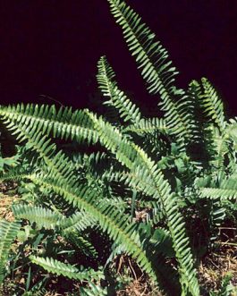 Sword boston fern (single plant)