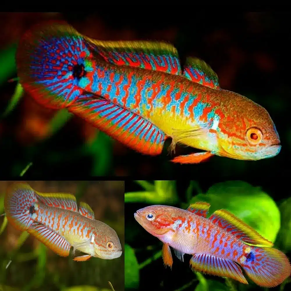 Peacock gudgeon (4 pcs) - Image 6
