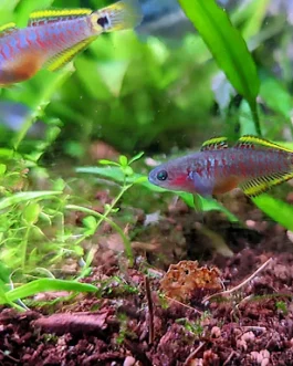 Peacock gudgeon (4 pcs)